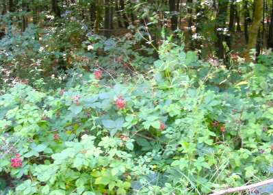 Pilis-Dunakanyar Bike Trail, berries are plentiful.
